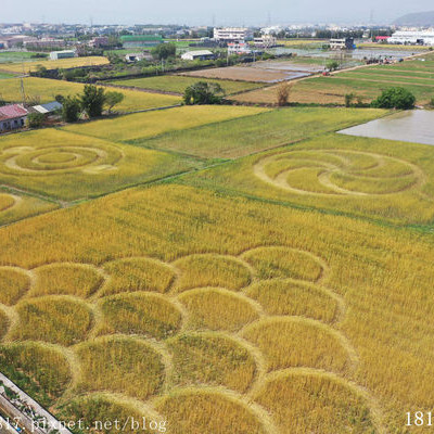 【台中。外埔】台灣也有麥田圈。外星人降落? 外埔三崁麥田圈 。空拍攝影