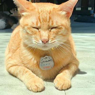 可愛又逗趣的　猴硐貓村　一起來尋找小貓咪在哪裡　探索人文與歷史　搭煤礦車　體驗早期採礦歷史　　新北親子寵物友善景點