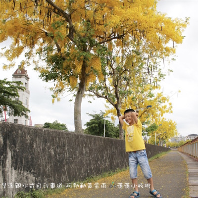 【台中。北屯】旱溪親水式自行車道-阿勃勒黃金雨 。走在絕美的黃金地毯上，欣賞著仲夏最美的黃金雨！