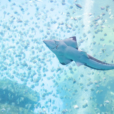 桃園青埔Xpark水族館門票及交通資訊，必看可愛企鵝隧道、療癒水母，北台灣最大水族館推薦！ - ㄚ綾綾單眼皮大眼睛