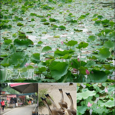 【苗栗景點】向天湖，賽夏族部落所在地"矮靈祭"的祭場，景色優美，戶外踏青休閒森呼吸漫遊的好地方，更富予當地部落的神秘色彩與傳說。苗栗旅遊 帶著寵物去旅行