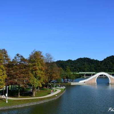 大湖公園賞落羽松~台北市最方便賞落羽松點