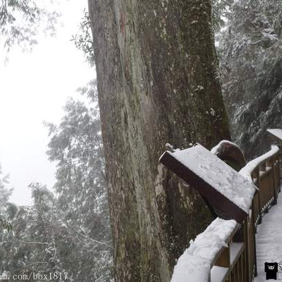 【宜蘭。大同】雪白馬告生態公園。馬告神木群下雪了。難得一見的美景