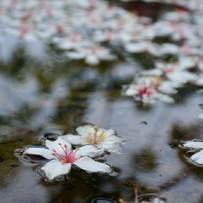 翠湖畔油桐花語~台北近郊最佳輕鬆賞五月雪好地方