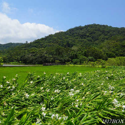 【屏東。牡丹】馨香森林。野薑花-聚。東源森林遊樂區。2016野薑花季