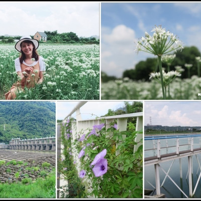 桃園。大溪左岸自行車道｜中新里韭菜花海超浪漫｜河濱公園欒樹花開｜｜中庄調整池透明景觀橋｜鳶山堰｜渡船頭公園山水步道