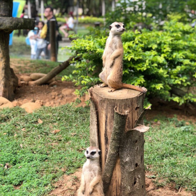 六福村主題遊樂園來了狐獴大軍！新竹關西旅遊景點 - ㄚ綾綾單眼皮大眼睛