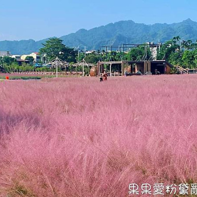 全台唯一粉紅花海　南投集集和平快樂田園　粉黛亂子草　親子寵物友善景點　順遊集集車站．車城老街．