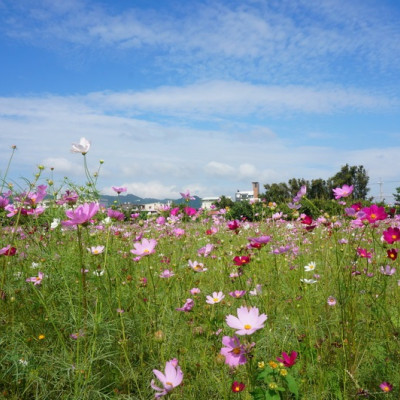 【新北】樹林區 佳園路 柑園波斯菊花海