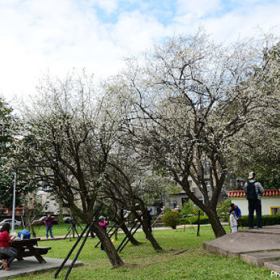 志成梅香~滿開的花兒讓公園充滿淡雅香氣