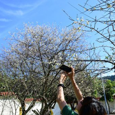 志成公園梅香~平地輕鬆賞梅好地點