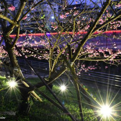 樂活櫻花季~城市賞櫻白天夜晚都精彩