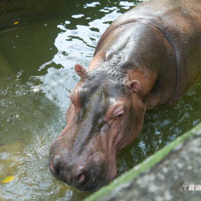 新竹動物園局部試營運，導覽活動搶先看河馬樂樂！ - ㄚ綾綾單眼皮大眼睛