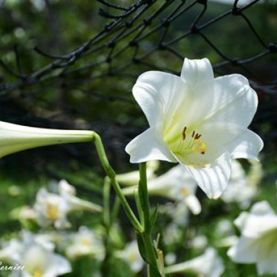 近距離與百合花及金針花接觸就在白石湖同心池