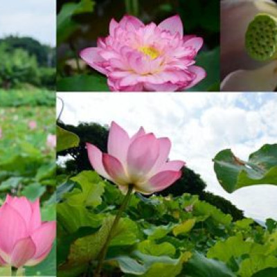 北海岸夏荷之旅~一次將北海岸荷花田走透透大飽眼福