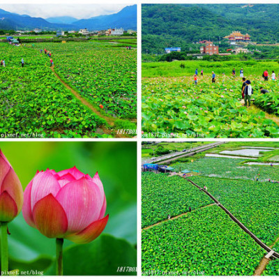 【新北。金山】金山清水濕地。蓮花、牡丹蓮盛開。小鶴黃老伯的蓮花田。免費入園參觀