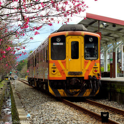 【新竹。橫山】櫻花火車站。幸福列車。橫山火車站S彎道