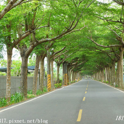 【屏東。潮州】泗林健走步道 | 潮州綠色隧道。全台灣第一個警政社區休憩園地。屏東最美綠色隧道