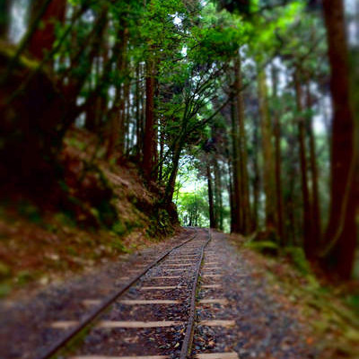 【嘉義。阿里山】特富野古道。林木茂密。舊鐵道與枕木相伴。單趟6.32公里。來回全程12.64公里全記錄