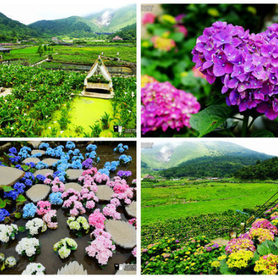 【台北。北投】陽明山竹子湖海芋&繡球花季。夢幻海芋田鞦韆。彩色繡球花。化身為森林仙子。進入浪漫森林