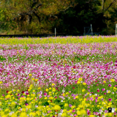 【彰化。和美】和美交流道下。波斯菊花海＆油菜花田一起登場。綻放浪漫樂章