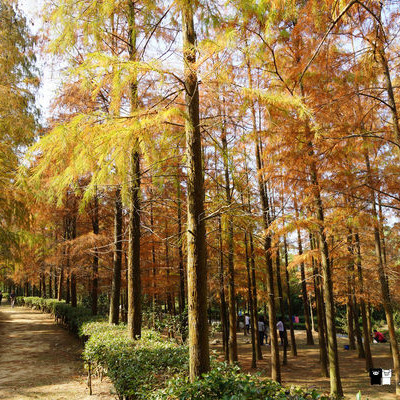 【台中。后里】泰安落羽松秘境。如光山寺落羽松池杉林轉紅了