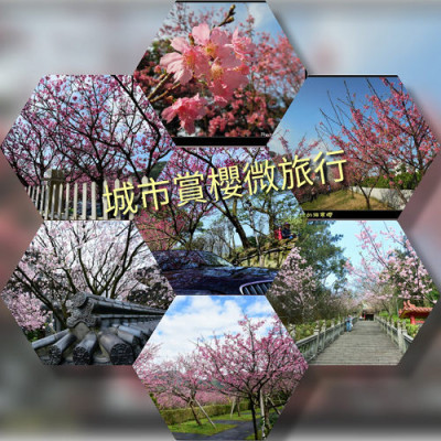 城市賞櫻微旅行~不需費力走入山林城市賞花也很ＯＫ