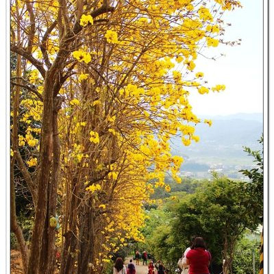 【新竹景點．新埔】黃花風鈴木私人景點人氣秘境~上百株的黃花風鈴木盛開囉！新竹一日遊/新竹推薦景點