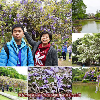 ﹝桃園市龜山遊記﹞大湖紀念公園　不必門票、不必跑遠！龜山人的湖畔公園，夢幻紫藤花與雪白流蘇雙綻中　