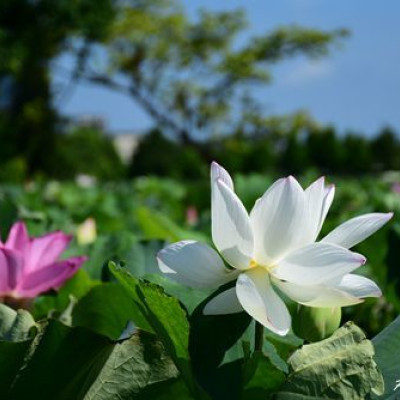 2020桃園蓮花季~花田範圍大又好親近抓準時間拍出網美美照