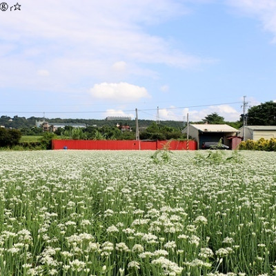 2020桃園大溪韭菜花田｜中庄調整池｜桃園大溪落羽松大道就在落羽松路｜桃園平鎮吃米干店～