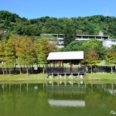 原住民文化主題公園落羽松~故宮旁的絶美落羽松