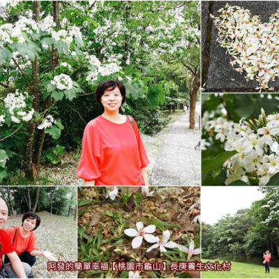 ﹝桃園市龜山遊記﹞長庚養生文化村　不必人擠人，花開伸手可及的距離，風吹如白雪般飄落，龜山在地人才知的賞油桐花小秘境　／免費參觀／桃園賞油桐花／0501最新花況