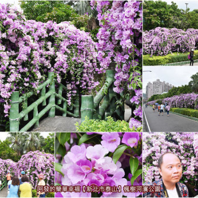 ﹝新北市泰山遊記﹞楓樹河濱公園　新北紫色花海瀑布秘境，10/16花況已是大噴發～　／蒜香藤花道／新北免費賞花景點／泰山景點／泰山秘境