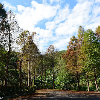 麗山公園落羽松~幽靜唯美追松