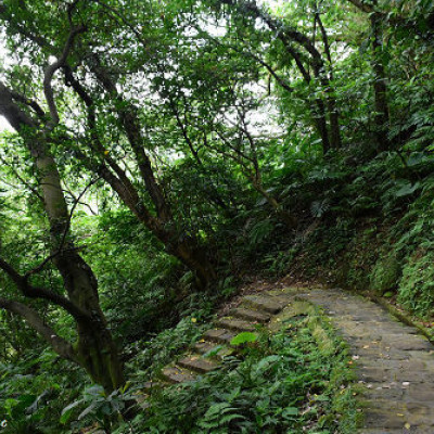 白鷺鷥山親山步道~左彎右拐享受山林夏之音