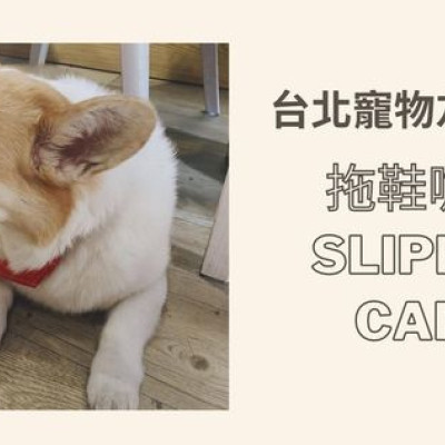 台北寵物友善│捷運北投站│拖鞋咖啡Slipper Cafe 有可愛科基坐鎮的早午餐餐廳