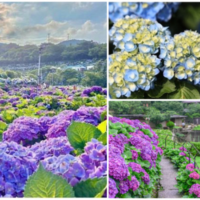 大梯田花卉生態農場 旅遊美食情報 Walkerland窩客島 我傳媒walkermedia