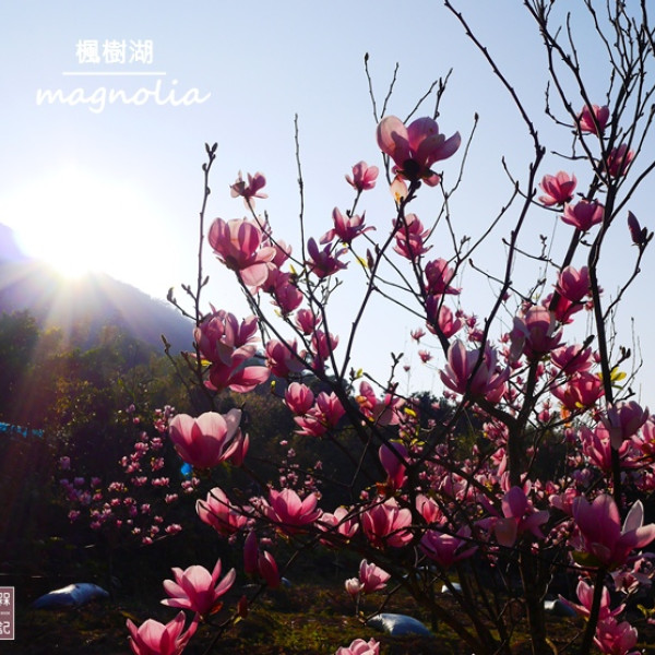 新北市淡水區旅遊行程推薦淡水楓樹湖 新北 ᴗ 淡水 景點 楓樹湖木蓮花18 2 19花況 楓樹湖木蘭花 淡水楓樹湖千株木蓮花園 冰清玉潔木蓮花海與白色櫻花相映的美麗景緻 楓樹湖再生農園木蘭園 楓樹湖古道木蓮花海 淡水楓樹湖木 Walkerland Taipeiwalker