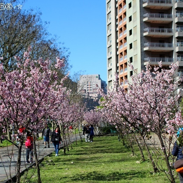 新北市三峽區旅遊行程推薦臺北大學 三峽校區 新北賞櫻秘境 台北大學櫻花映心湖超美 淡水 楓樹湖木蘭花開 Walkerland Taipeiwalker Japanwalker Walkerland