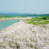 大內橋甜根子花海照片