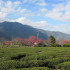 草坪頭玉山觀光茶園照片