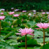 苓蘭荷花池親水公園照片