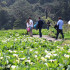 清香園花圃照片