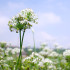 大溪韭菜花田照片