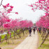 中科崴立櫻花公園照片